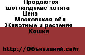 Продаются шотландские котята  › Цена ­ 5 000 - Московская обл. Животные и растения » Кошки   